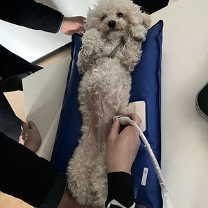 Kasur bedah rumah sakit hewan kecil, bantalan tetap, peralatan instrumen dokter hewan, kasur imobilisasi vakum untuk Ultrasound <span class=keywords><strong>DR</strong></span> - Product Image 3