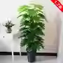 15m zongzi-emballage étoile de fortune 63 feuilles-herbe