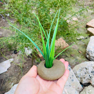 <span class=keywords><strong>Refugio</strong></span> Fijo para Plantas Acuáticas en el Fondo del Acuario con Doble Orificio para Plantar y Piedras en Forma de Anillo - Product Image 6