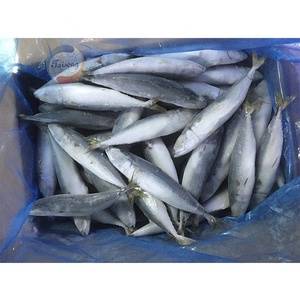 Sgombro del Pacifico Congelato BQF, Pesce Fresco Congelato, Sgombro <span class=keywords><strong>Blu</strong></span> per Commercio all'Ingrosso Globale di Prodotti Ittici - Product Image 1