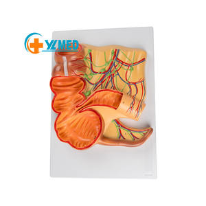 Modello del sistema digestivo umano ingrandito del retto e appendice modello anatomico per uso di comunicazione medico-paziente - Product Image 1