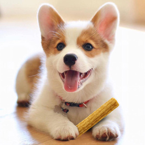 Persediaan makanan hewan peliharaan Label pribadi ukuran kecil anjing mengunyah tulang anjing peliharaan makanan ringan gigi anjing lembut dan mengunyah tongkat makanan ringan - Product Image 1