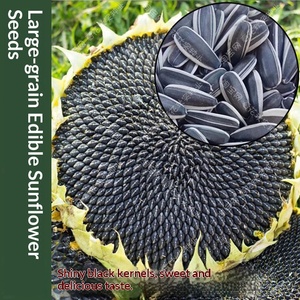 Graines <span class=keywords><strong>de</strong></span> tournesol et <span class=keywords><strong>de</strong></span> <span class=keywords><strong>melon</strong></span> séchées comestibles <span class=keywords><strong>en</strong></span> vrac pour légumes <span class=keywords><strong>en</strong></span> <span class=keywords><strong>pot</strong></span> printemps-été, haute résistance à la sécheresse - Product Image 2