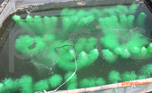 <span class=keywords><strong>บ่อ</strong></span><span class=keywords><strong>ปลา</strong></span>คราฟการเพาะเลี้ยงสัตว์น้ำ,<span class=keywords><strong>บ่อ</strong></span><span class=keywords><strong>ปลา</strong></span>นิลการเพาะเลี้ยง<span class=keywords><strong>ปลา</strong></span><span class=keywords><strong>คา</strong></span><span class=keywords><strong>ร์</strong></span>พการวางไข่แปรง<span class=keywords><strong>ฟ</strong></span>ักไข่<span class=keywords><strong>ปลา</strong></span><span class=keywords><strong>คา</strong></span><span class=keywords><strong>ร์</strong></span>พการเพาะเลี้ยงสัตว์น้ำ - Product Image 4