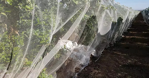 Rete Antigrandine e Antiuccelli in HDPE Vergine con Stabilizzatore UV, Protezione Agricola per Giardini e Serre - Product Image 6