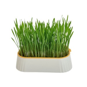 Boîte à herbe pour chat, hydroponique sans terre, forme ovale, fonctionnement manuel, friandises pour chats - Product Image 5