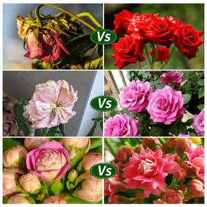 Conservateur de fleurs, <span class=keywords><strong>engrais</strong></span> organique, <span class=keywords><strong>engrais</strong></span> hydrosoluble - Product Image 3
