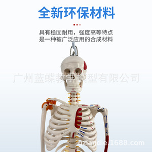 Modelo de esqueleto humano estándar médico, modelo de enseñanza de anatomía esquelética, esqueleto de 85 cm, modelo de articulaciones, modelo osteopático - Product Image 1