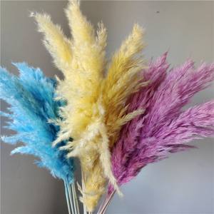 Fleurs séchées naturelles en gros : <span class=keywords><strong>Roseau</strong></span>, Catkins, Pompas Grass, Plumes vertes – Protection de l'environnement, Fête des Mères - Product Image 4