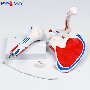 Modelo de Articulación de <span class=keywords><strong>Hombro</strong></span> <span class=keywords><strong>Humano</strong></span> de Tamaño Real con Músculos Pintados, Modelo de Articulación de <span class=keywords><strong>Hombro</strong></span> Flexible y Desmontable, Anatomía del <span class=keywords><strong>Esqueleto</strong></span> <span class=keywords><strong>Humano</strong></span> - Product Image 4