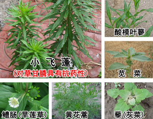 <span class=keywords><strong>Herbicida</strong></span> Diquat 10% SL de Alta Eficacia para Agricultura, Amplio Espectro, para Huertos Cítricos y Malezas Anuales - Product Image 3