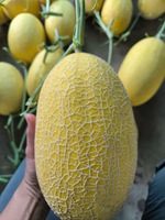 Premium verse honingmeloen (honingmeloen) |   Groothandel Vietnam Exporteur |   Zoet, sappig tropisch fruit, houdbaarheid 30-60 dagen