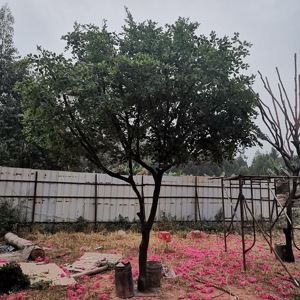 Handmade hiện đại sang trọng trong nhà/ngoài trời nhân tạo ficus bonsai cây 3M-5M chiều cao vải cỏ ô liu Banyan cho khách sạn trang trí - Product Image 4