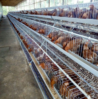 Cage à poules pondeuses de type A, nouvelle génération, populaire au Kenya, structure robuste, galvanisation à chaud, haute résistance à la corrosion, acier galvanisé à 3 niveaux