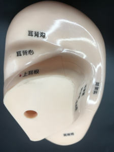 Enseñanza médica acupuntura oreja modelo imagen PVC Material inteligente estimulante manipulación enseñanza acupuntura herramienta - Product Image 2