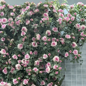 Haute qualité vraie touche soie artificielle thé Roses rotin fleur tenture murale vignes pour mariage <span class=keywords><strong>vacances</strong></span> fête des mères noël - Product Image 5