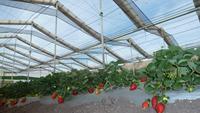 Fournisseur de serres Jiapei, serre à toit rétractable automatique en X, serre d'ombrage pour fraises, framboises, arbres