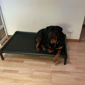 Lit de chien d'extérieur portable de luxe XL, en alliage d'aluminium durable, respirant, imperméable, avec housse amovible de toutes tailles, ne rouille pas. - Product Image 6