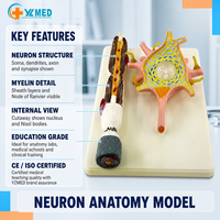 Modelo de aumento de neuronas Cuerpo de células neuronales y modelo de estructura de fibra nerviosa Enseñanza médica para el estudio Modelo de enseñanza de ciencias