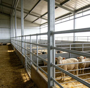 Bangunan Peternakan Industri Cepat, Kandang Domba, Struktur Baja Prefabrikasi, Kandang Kambing Bertingkat Modern untuk Dijual - Product Image 4