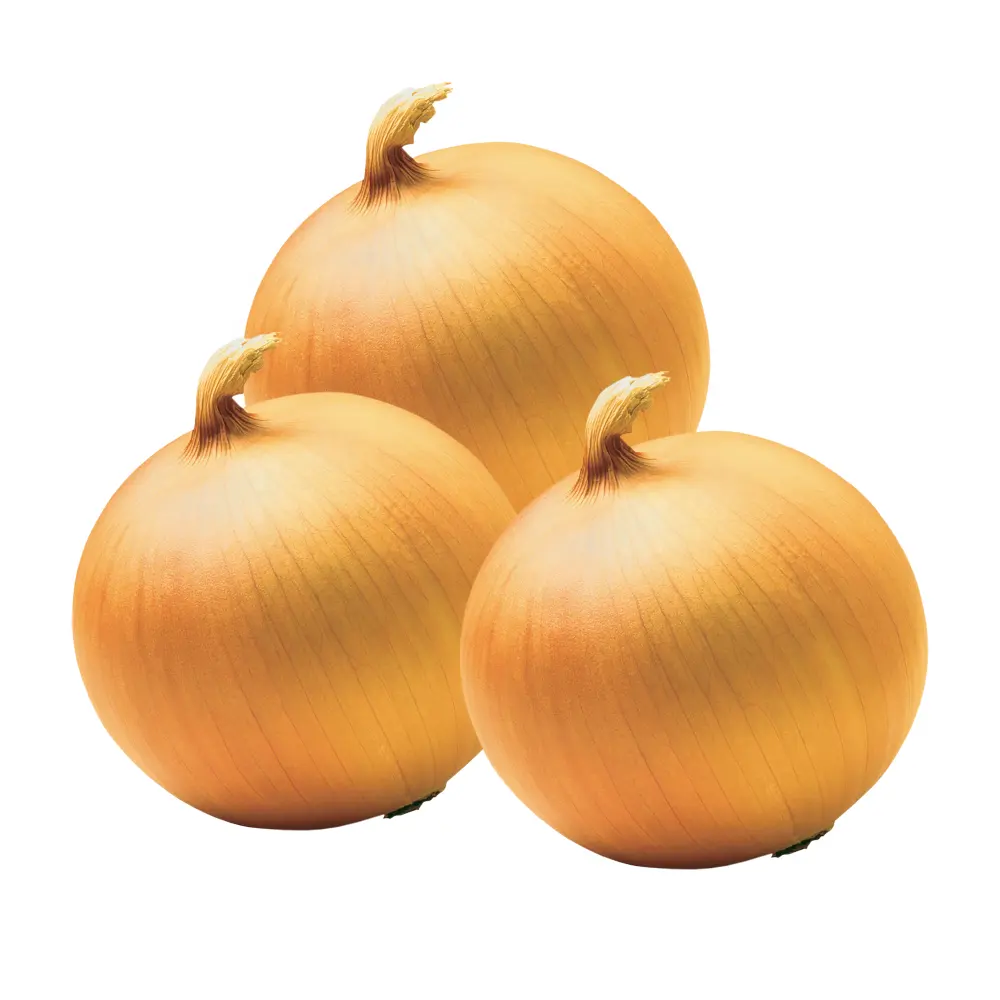 Bulk Wholesale Natural holland onions Fresh Onion for Export Red onion fresh in bulk with best price