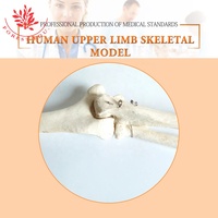 Modelo Flexible de PVC 1:1 de Huesos del Brazo, Anatomía de la Extremidad Superior, Prótesis de Demostración Ortopédica, Modelo de Anatomía de la Extremidad Superior