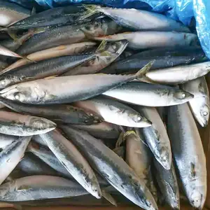 China exportação peixe congelado fornecedores bqf todo redondo congelado pacifado cavala peixe do Pacífico cavala