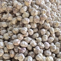Ail blanc pelé Sinofarm, gousses d'ail chinois 4,5-6 cm, 10 kg/carton, sac en filet de 20 kg, prix de gros, ail frais congelé pour l'exportation