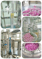 Machine de distillation d'extraction d'huile d'ail de gingembre de haute qualité Machine de traitement d'huile essentielle d'herbe