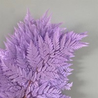Feuille de fougère naturelle préservée et séchée, écologique, longue durée, grande feuille plate pour la décoration de la maison, des fêtes, des mariages et de Noël