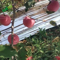 Film réfléchissant pour plantes, feuilles de papier d'aluminium de 0,012 mm, paillis agricole, couverture hautement réfléchissante pour serre de jardin, lumière de croissance