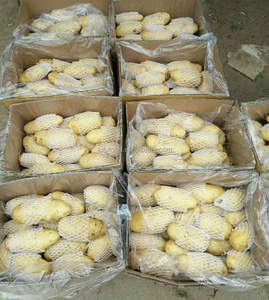 Semences <span class=keywords><strong>de</strong></span> pommes <span class=keywords><strong>de</strong></span> <span class=keywords><strong>terre</strong></span> fraîches <span class=keywords><strong>de</strong></span> haute qualité, nouvelle récolte, marque JUFU, exportation chinoise, Hollande, 150g, 100% matures, forme allongée, en <span class=keywords><strong>vente</strong></span> - Product Image 2