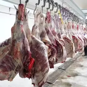 Riritual inek mezbaha sığır kesim Abattoir ekipmanları için boğa sığır kesim makinesi