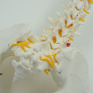 Modèles de colonne vertébrale humaine pour l'enseignement médical, y compris des modèles avec points d'origine et d'insertion musculaire, vente en gros. - Product Image 2