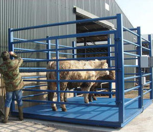 <span class=keywords><strong>3Ton</strong></span> Elektronische Tier Waagen/Vieh Skala - Product Image 5