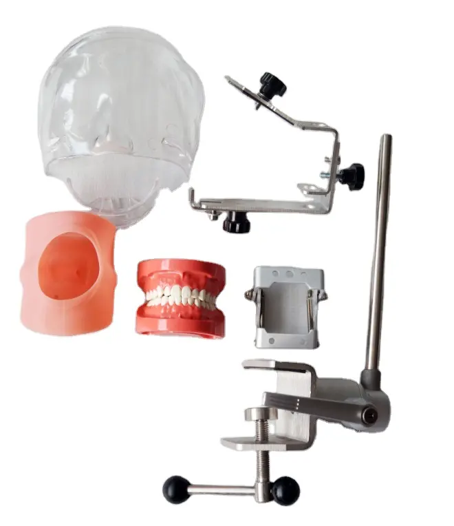 Dental Head Mannequin Dental Phantom Head Simulator Training Manikin Teaching Model