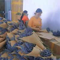 Buket berat grosir bunga kering Lavender DIY bahan bunga kering Lavender yang diawetkan untuk dekorasi dalam ruangan pernikahan