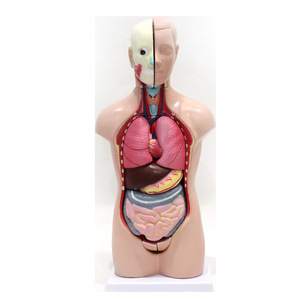 Modèle de torse intersexuel de 42 cm, anatomie des organes internes humains, modèle pédagogique médical scolaire (vente en gros) - Product Image 5