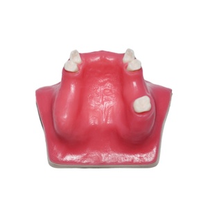 Modèle d'implant dentaire pour <span class=keywords><strong>la</strong></span> pratique <span class=keywords><strong>de</strong></span> <span class=keywords><strong>la</strong></span> préparation dentaire, <span class=keywords><strong>la</strong></span> démonstration, <span class=keywords><strong>la</strong></span> formation et <span class=keywords><strong>la</strong></span> simulation, modèle dentaire pour le lifting du sinus maxillaire - Product Image 1