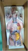 Modelo de Torso de 85 cm / 21 Partes, Tres Sexos, Maniquí de Medio Cuerpo, Portátil, Realista, de PVC, Modelo Anatómico, Anatomía Detallada, Médico