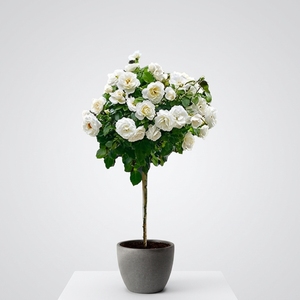 <span class=keywords><strong>Pot</strong></span> de fleurs sur pied de grande capacité, style nordique minimaliste, rose sur <span class=keywords><strong>tige</strong></span>, pour la décoration de la maison et du jardin de luxe - Product Image 2