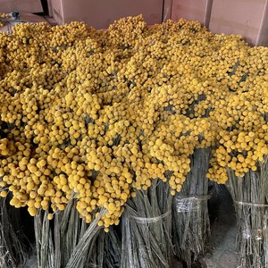 Arreglos de ramo de Plantas secas G50 decorar Craspedia Natural Globosa flores secas amarillo Billy botones bolas ramo - Product Image 1