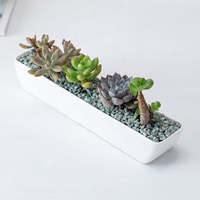 Sederhana putih Kreatif desktop pot keramik memanjang warna solid pot bunga sukulen
