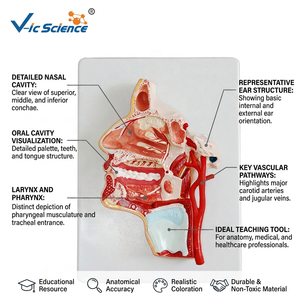 Modelo Anatómico de Cabeza Humana, Sección Sagital, Nervio Craneal, Estructura Vascular, para Enseñanza de Neurología y Estomatología en Facultades de Medicina - Product Image 1