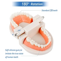 Modelo Dental de Demostración Anatómica para Enseñanza Médica, Dientes de Tipodonto Multiusos para Higiene Bucal y Entrenamiento de Enfermería