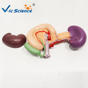 Modèle du rein, de l'aorte abdominale, du pancréas, de la rate et du duodénum ; outil pédagogique pour l'enseignement de l'anatomie digestive et urinaire. - Product Image 2
