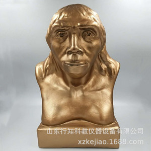 Modelo de reconstrucción de cabeza de hombre de Pekín, modelo didáctico histórico, fabricante de instrumentos educativos - Product Image 3