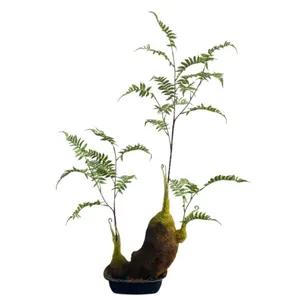Green Plants Wholesale Decorative Items Pot Golden Retriever Fern Artificial Plant Bonsai for Living Room Crafts Decorative Tree
