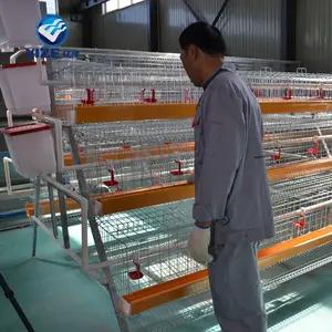 Cages à mailles de soudage par points pour poules, couches de poulet, 4 niveaux, 5 couches, 160 têtes électriques et galvanisées à chaud
