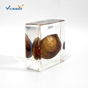 Especímenes de cristal de resina de Biología Animal Especímenes incrustados de resina orgánica de almejas Espécimen de almeja - Product Image 3